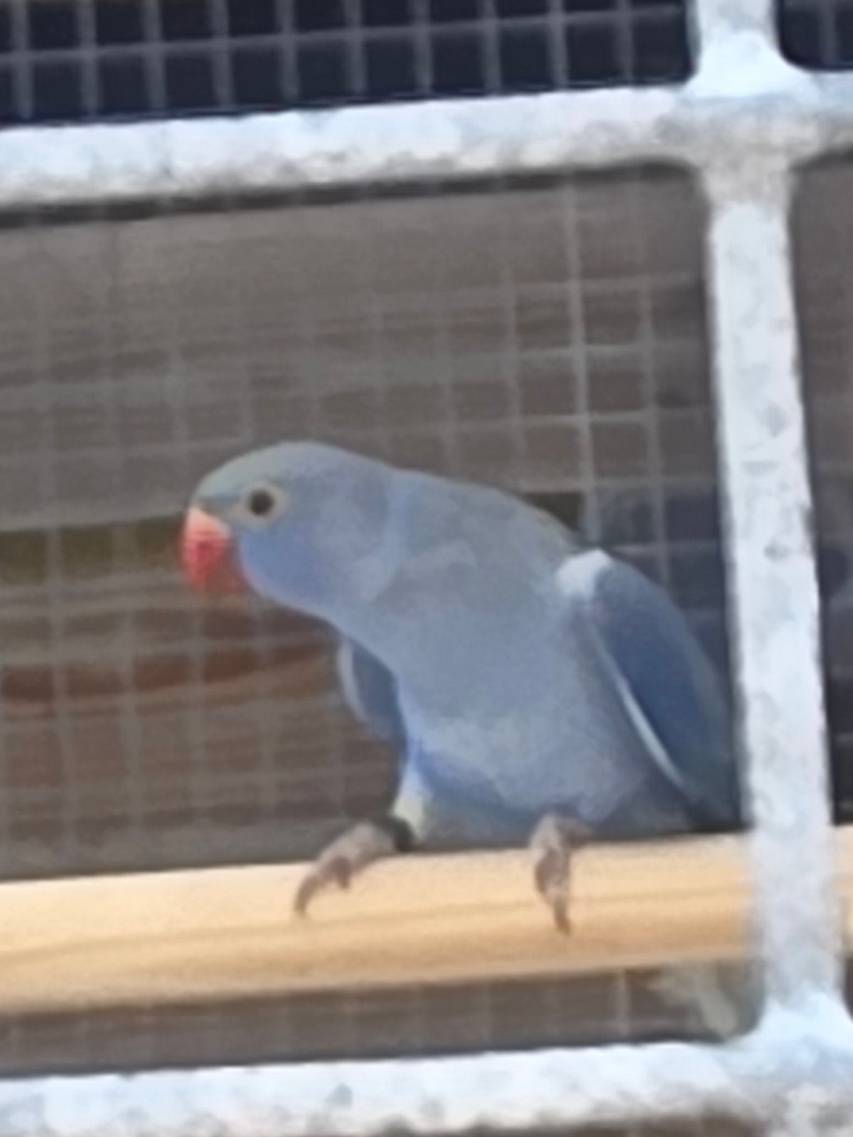 Te koop jonge halsbandparkieten, Meerdere dieren, Parkiet