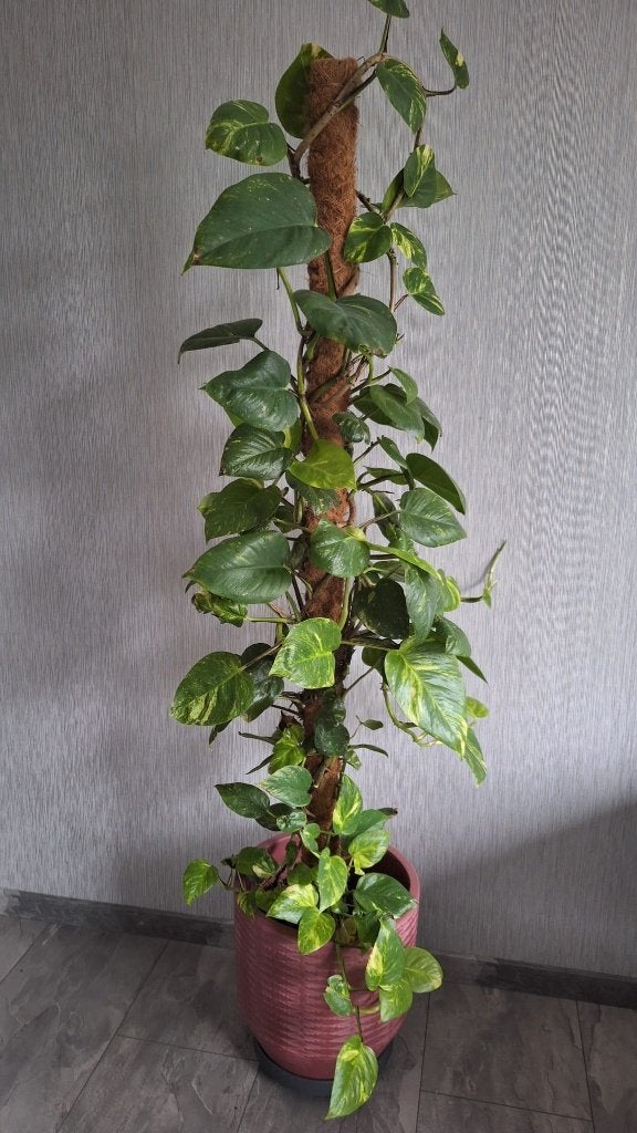 Grote Drakenklimop (180cm) incl. pot + trolley, Ophalen, Halfschaduw, In pot, 150 tot 200 cm