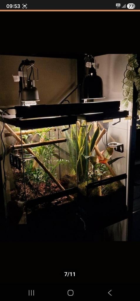 Meerdere terraria beschikbaar (o.a. Exo Terra), Ophalen, Zo goed als nieuw, Terrarium of Paludarium