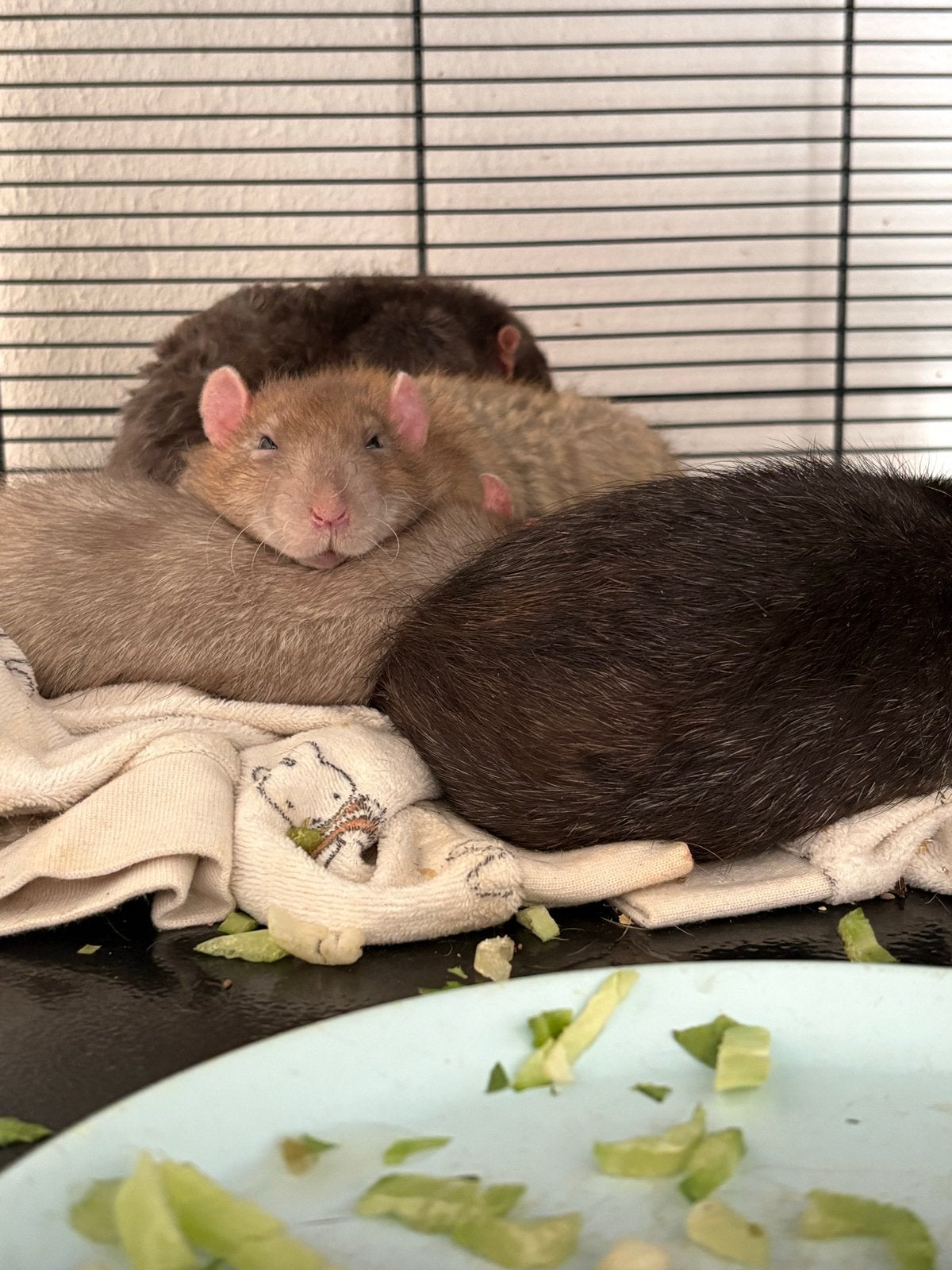 Ratten, Dieren en Toebehoren, Rat, Mannelijk, Tam, Oktober