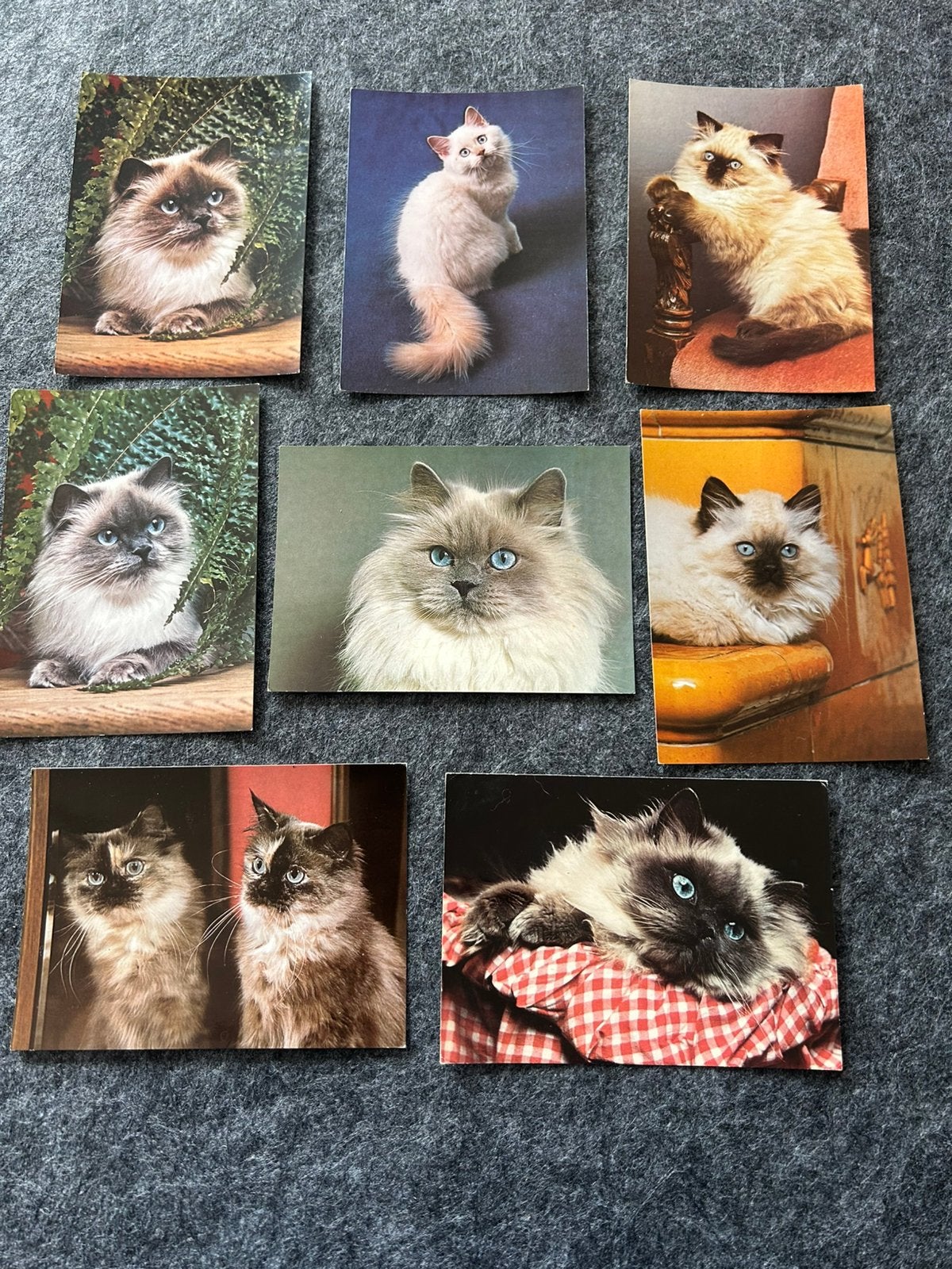 Retro ansichtkaarten van de Khmer-kat, Ophalen of Verzenden, 1980 tot heden, Hond of Kat