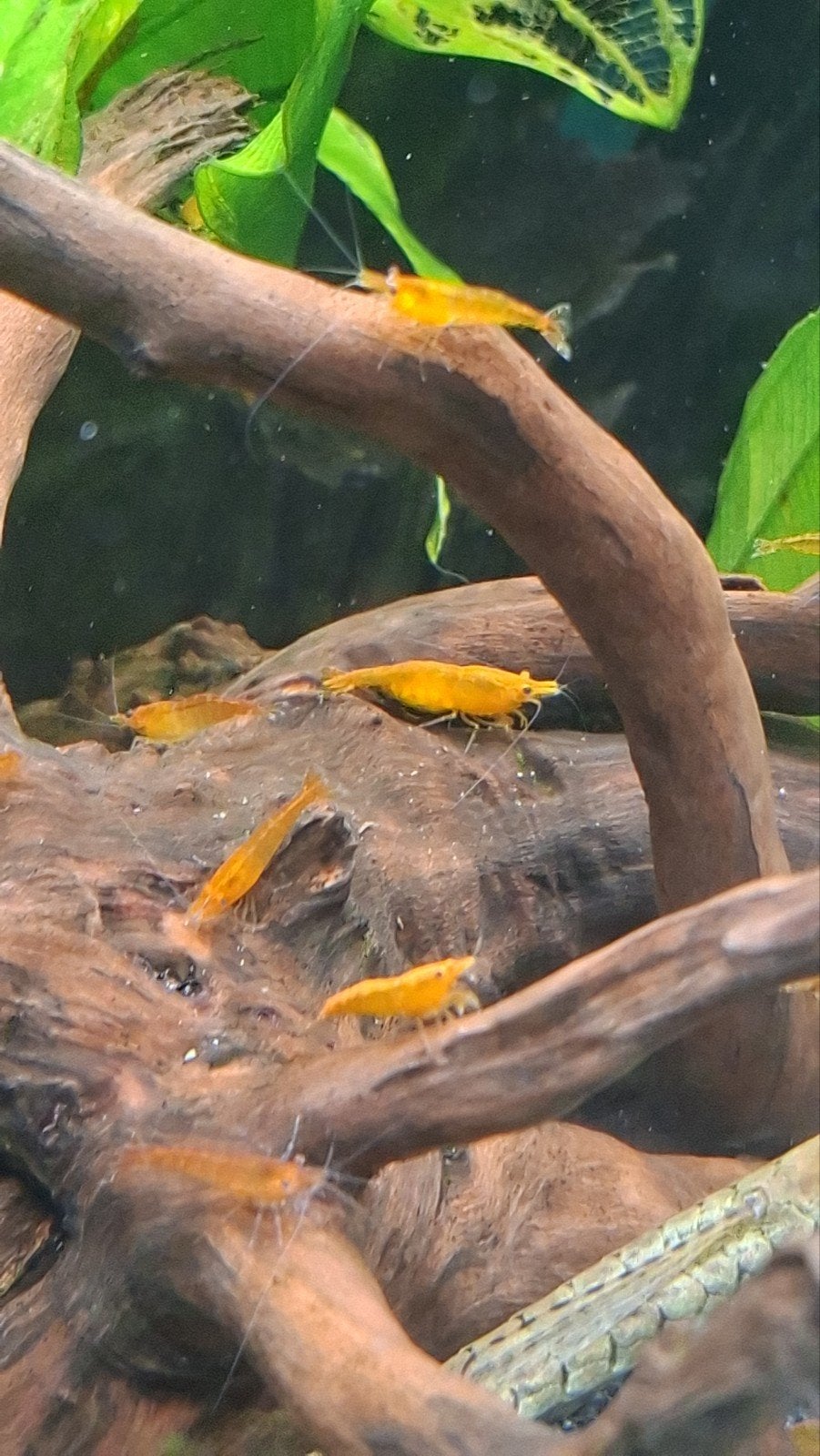 Orang Sakura Garnalen, Kreeft, Krab of Garnaal
