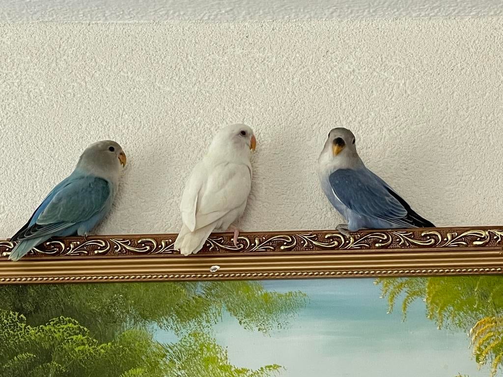 Lieve Jonge en Hand Tamme Agapornis Dwergpapegaai Lovebird, Meerdere dieren, Dwergpapegaai of Agapornis, Geringd