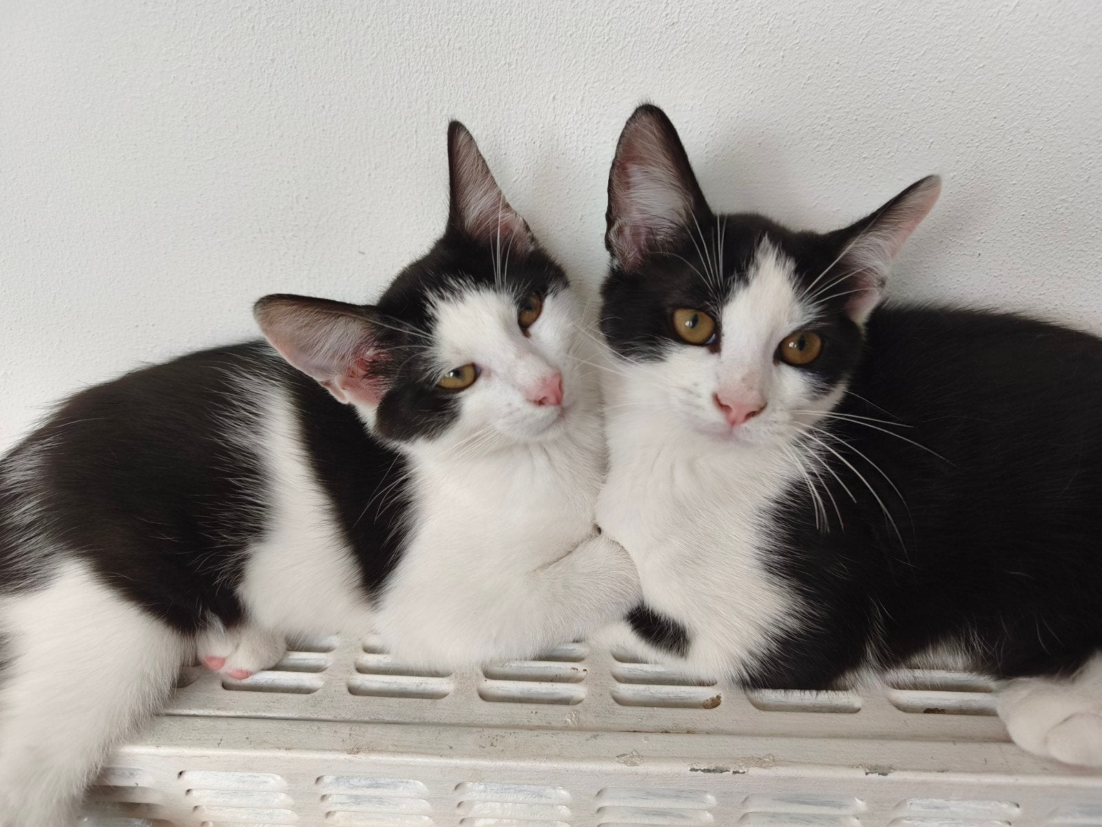 kittens