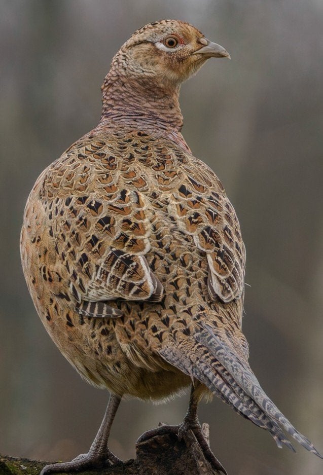 Te koop hen bosfazant., Dieren en Toebehoren, Vrouwelijk