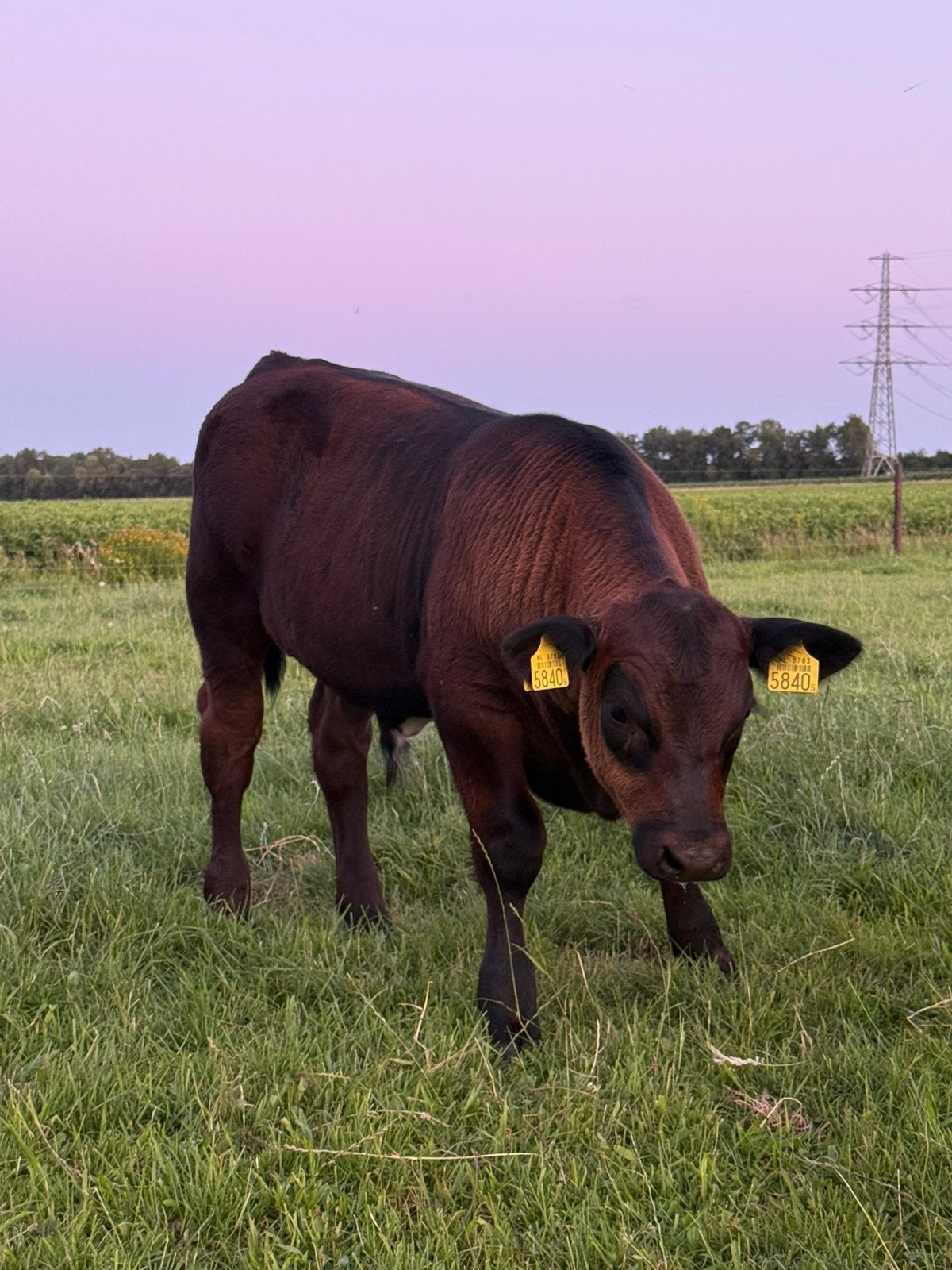 Black angus stier, Dieren en Toebehoren, Runderen, Mannelijk