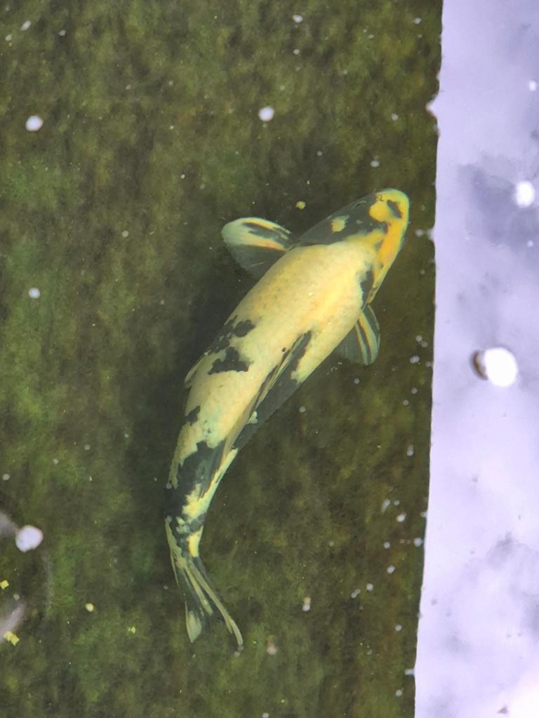 Shiro utsuri (koi karper), Dieren en Toebehoren, Karper of Koi
