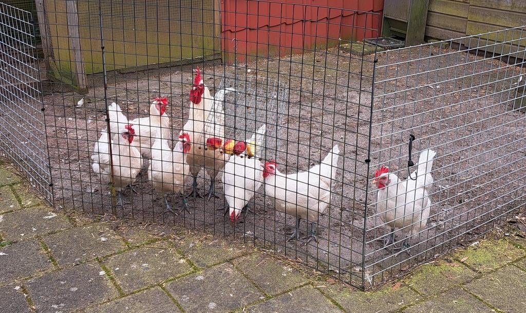 Broedeieren zuivere Poule de Bresse, Dieren en Toebehoren, Geslacht onbekend, Kip