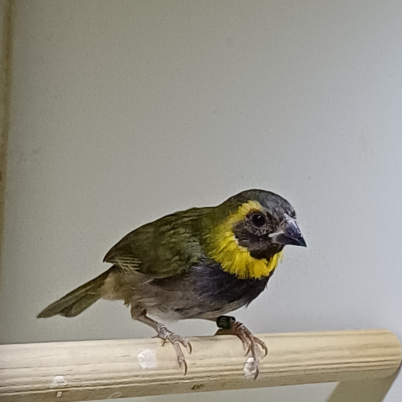 Cubavink Man 2026, Dieren en Toebehoren, Vogels | Overige Vogels, Mannelijk, Tropenvogel, Geringd