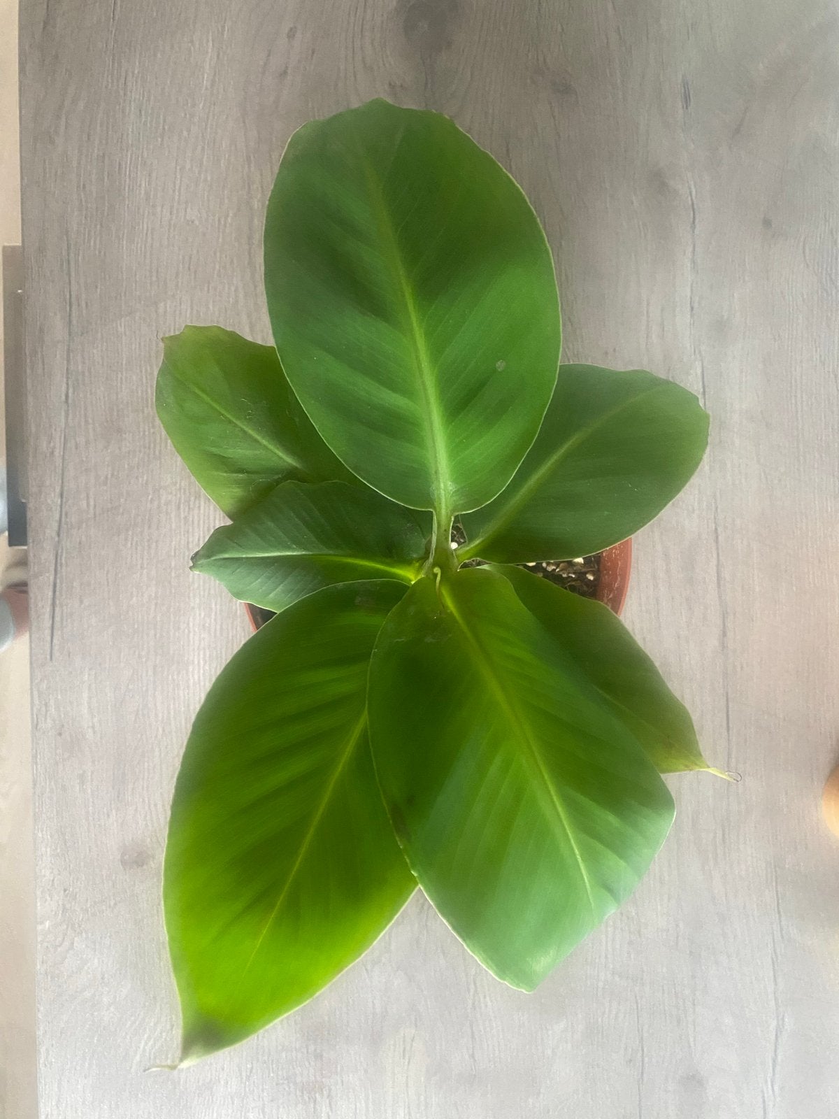 Bananenplant (Musa Dwarf Cavendish), Ophalen, Overige soorten, Halfschaduw, Minder dan 100 cm
