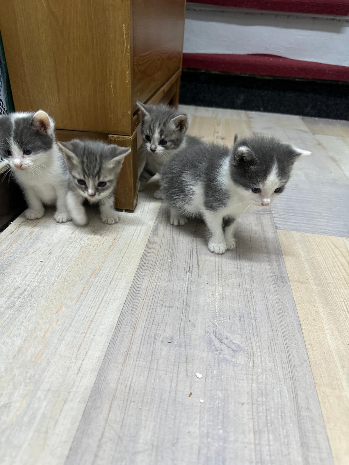 Kittens te koop, Dieren en Toebehoren, Katten en Kittens | Overige Katten, Meerdere dieren