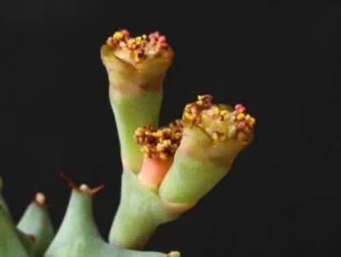 Caudex plant Zuid-Afrika Euphorbia Groenewaldii potmaat 27cm, Huis en Inrichting, Kamerplanten, Overige soorten, In pot, Minder dan 100 cm
