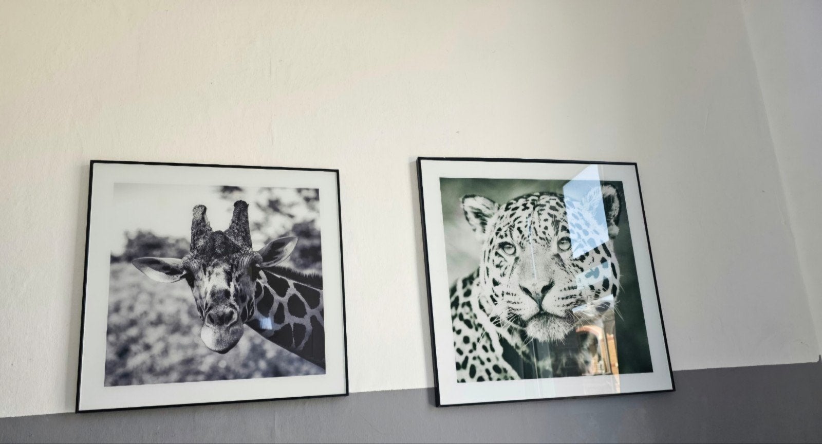 Fotoschilderijen: Giraffe en Tijger/Panter (2 stuks), Ophalen, 50 – 75, Gebruikt, Foto of Poster