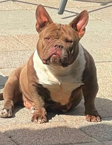 American bully pocket teef, Dieren en Toebehoren, Teef, Parvo, Bulldog, Eén hond
