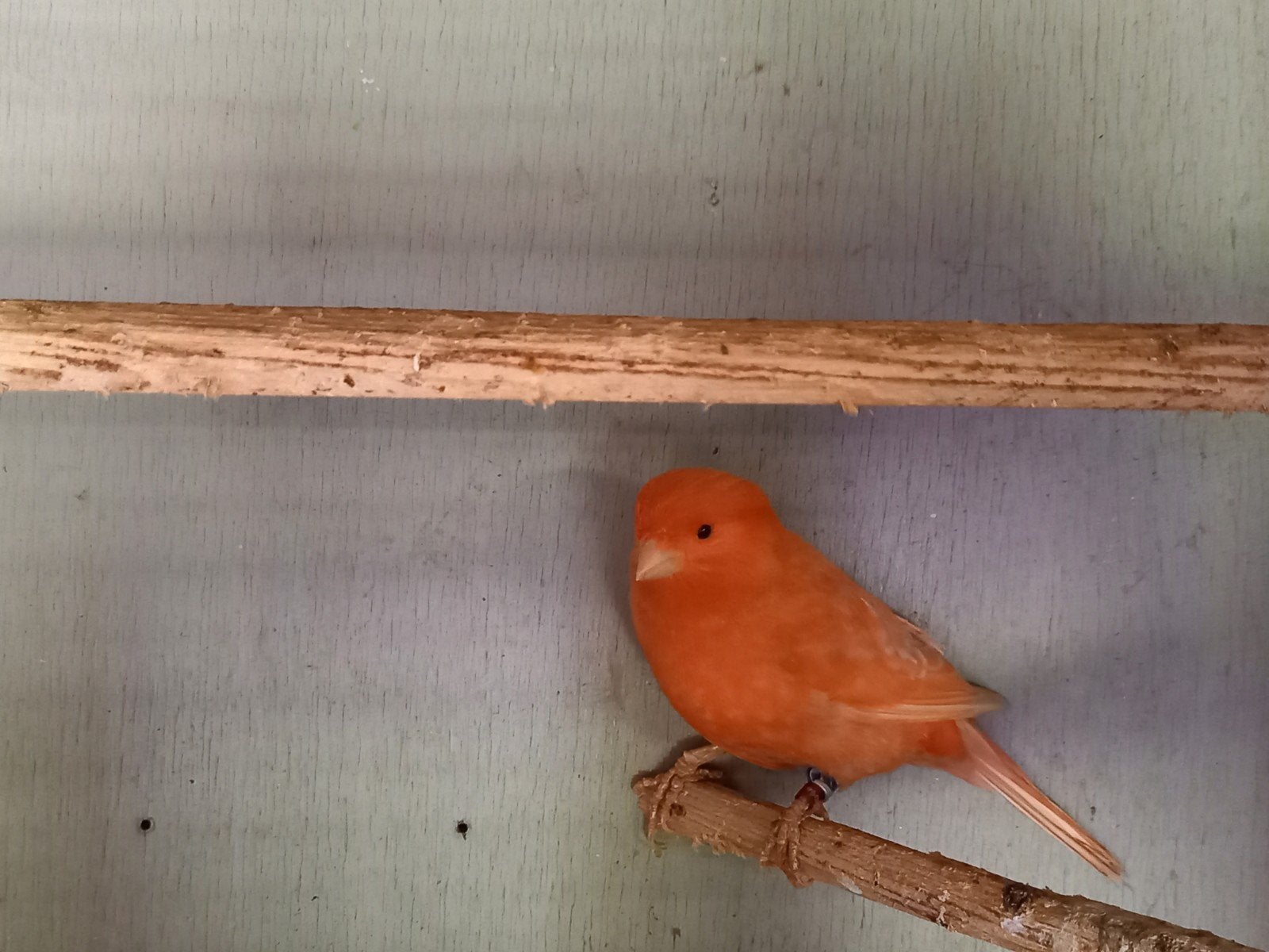 Rode kanarie te koop., Mannelijk, Kleurkanarie