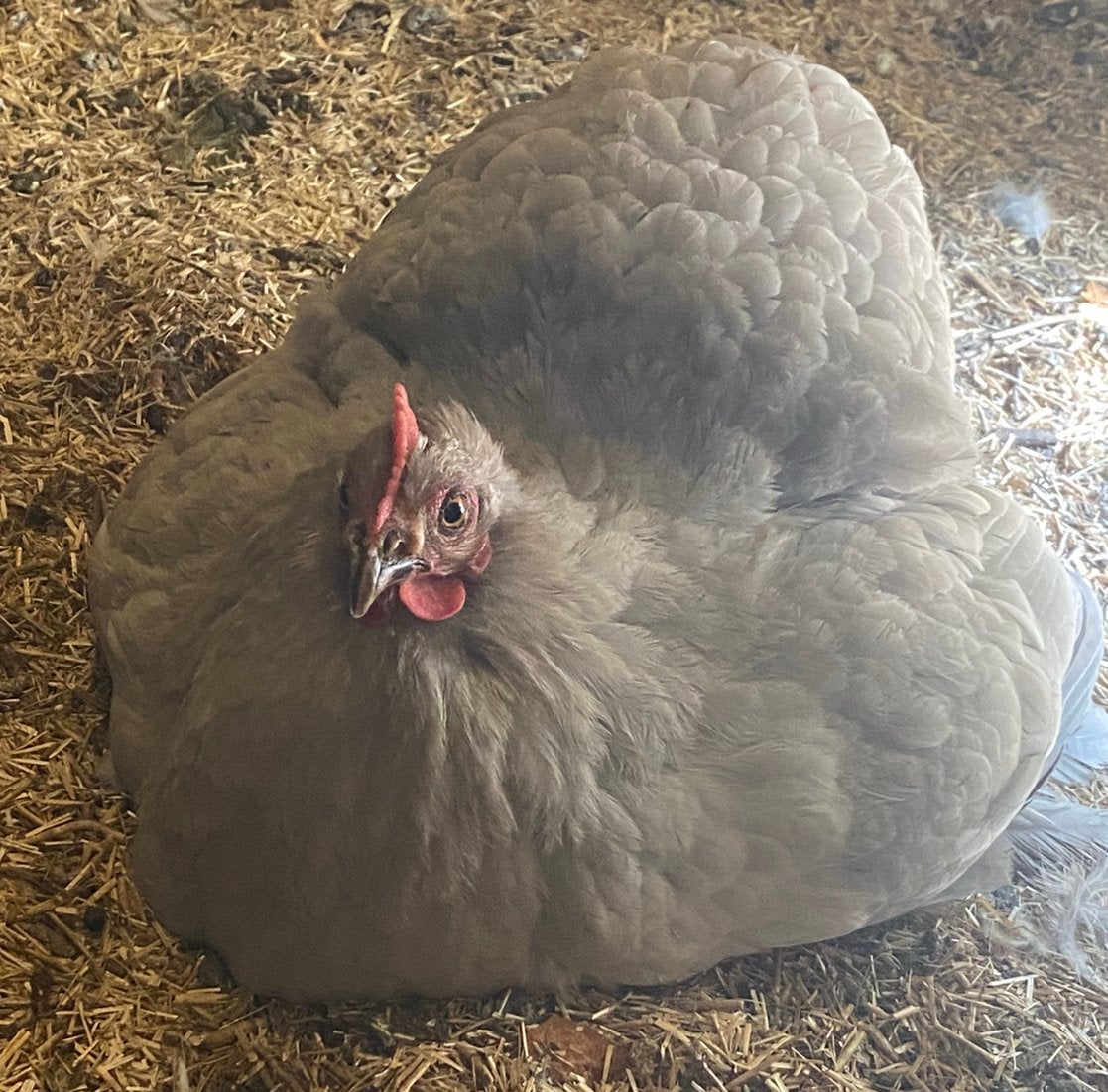 Cochin kriel hen, Dieren en Toebehoren, Vrouwelijk, Kip