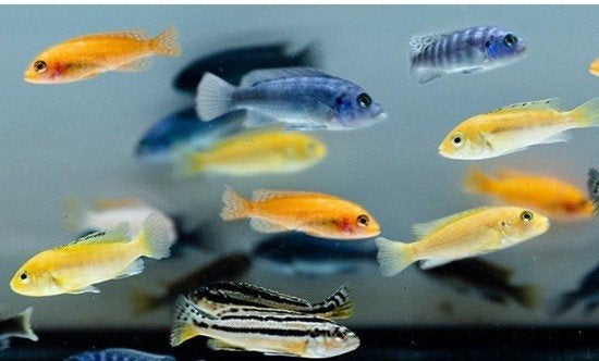PSEUDOTROPHEUS SP.MIX, Vis, Zoetwatervis, Schoolvis