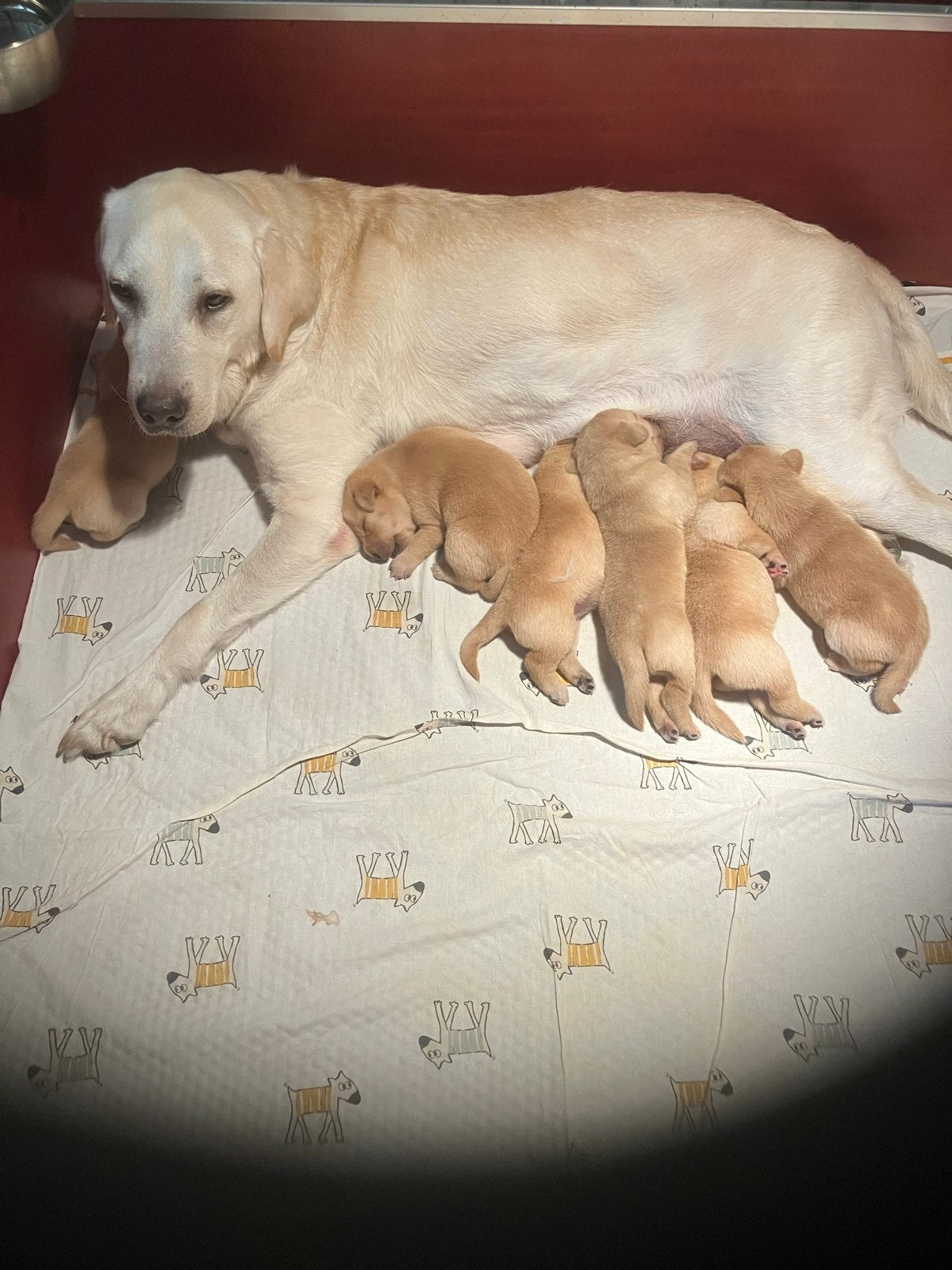 Labrador pups, Dieren en Toebehoren, Parvo, 8 tot 15 weken, Labrador retriever, Meerdere