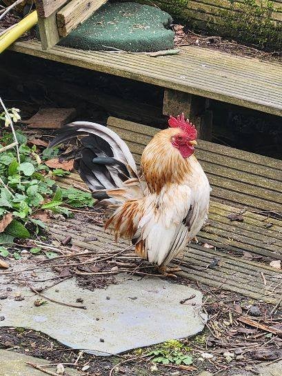 serama haantje, Dieren en Toebehoren, Mannelijk, Kip