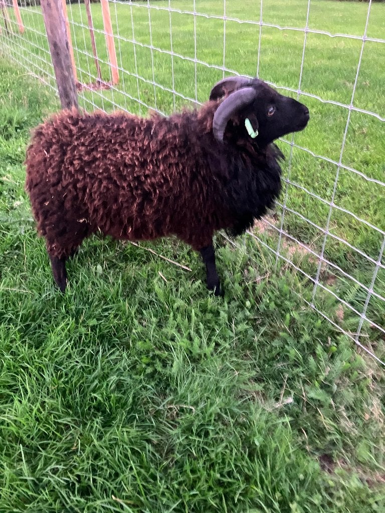 Mooie Ouessant dekram, Dieren en Toebehoren, Mannelijk, Schaap, 0 tot 2 jaar