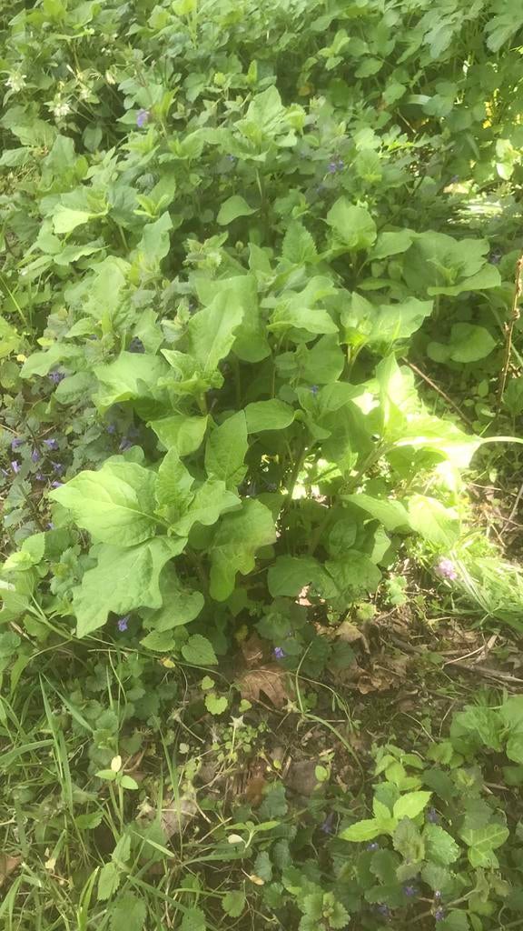 Lampionplant, Tuin en Terras, Ophalen of Verzenden, Overige soorten, Volle zon