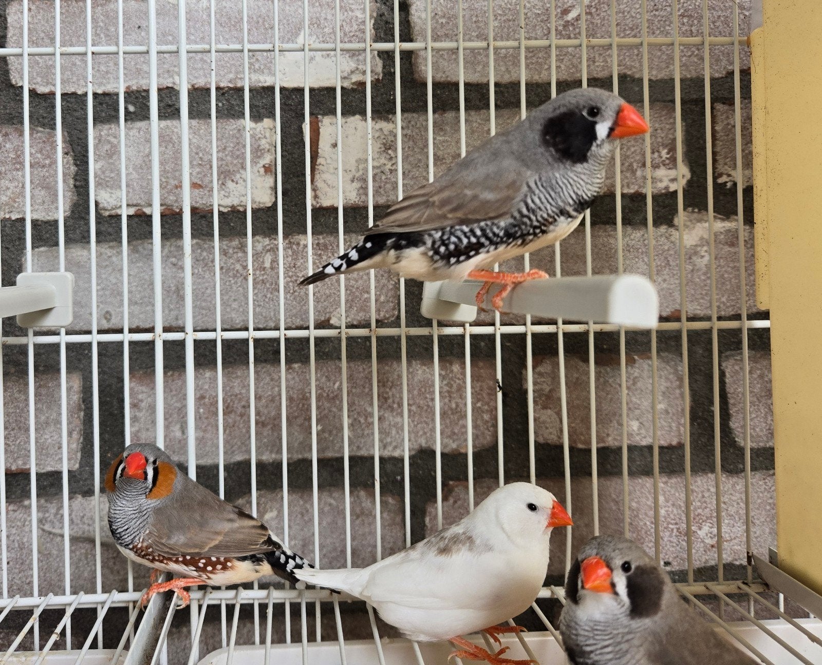 4 grote zebravink mannen buitenvolière, Dieren en Toebehoren, Mannelijk, Tropenvogel