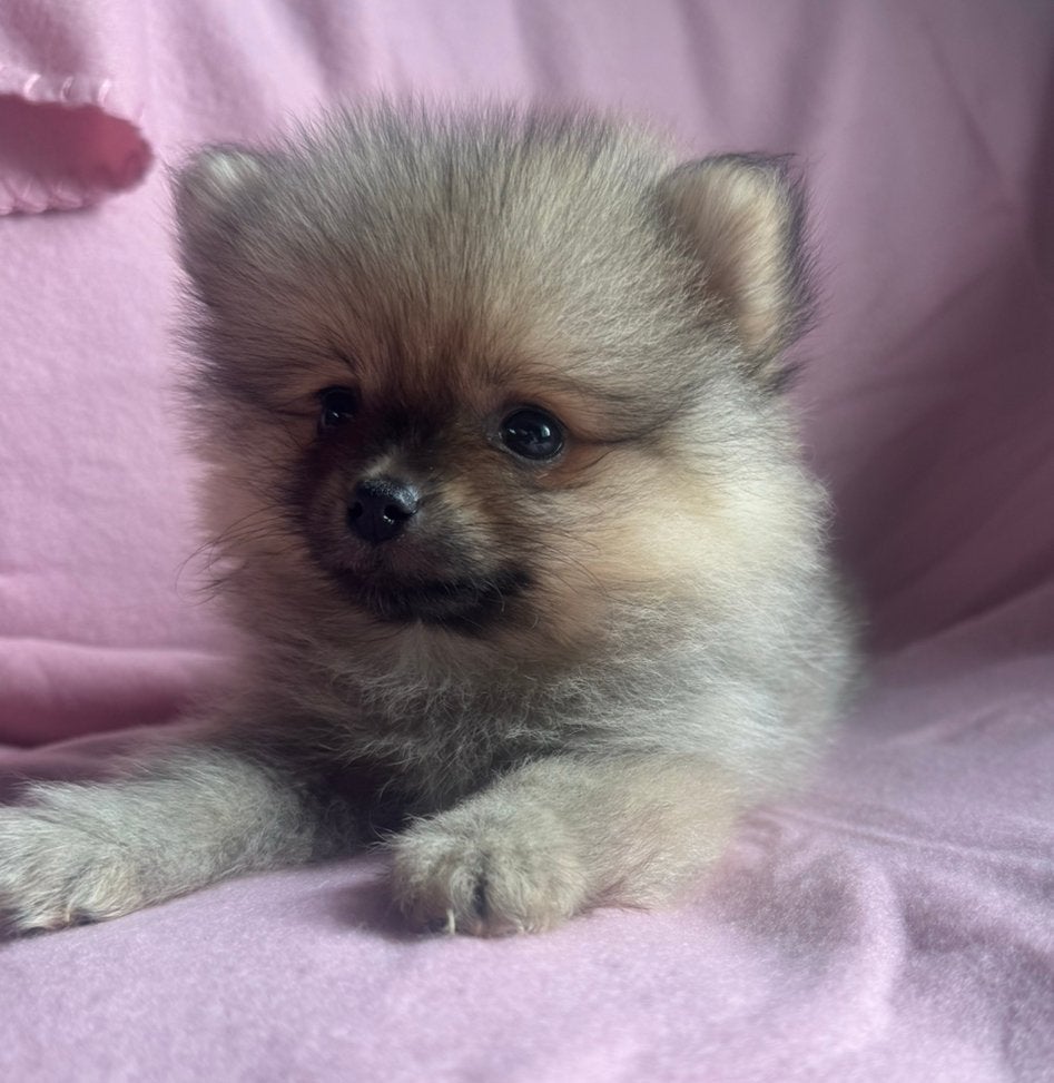 Pomeriaan pups, Dieren en Toebehoren, Honden | Poolhonden, Keeshonden en Oertypen, Teef, Overige rassen, Particulier, Meerdere