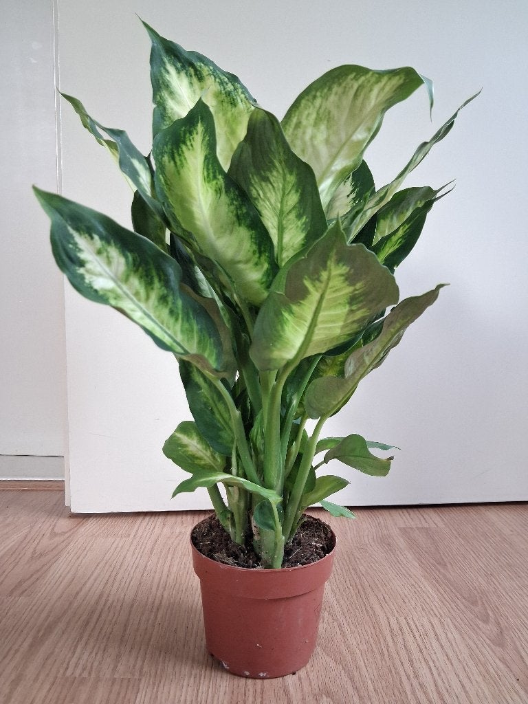 Dieffenbachia Camilla - Dief van Baghdad H: 47 cm., Ophalen, Overige soorten, Halfschaduw, Minder dan 100 cm