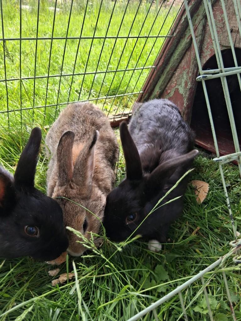 lieve konijntjes, Dieren en Toebehoren, Konijnen, Klein, Mannelijk, 0 tot 2 jaar