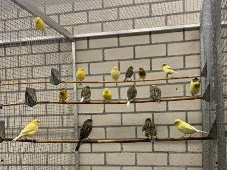 vogelopvang, Meerdere dieren, Kleurkanarie