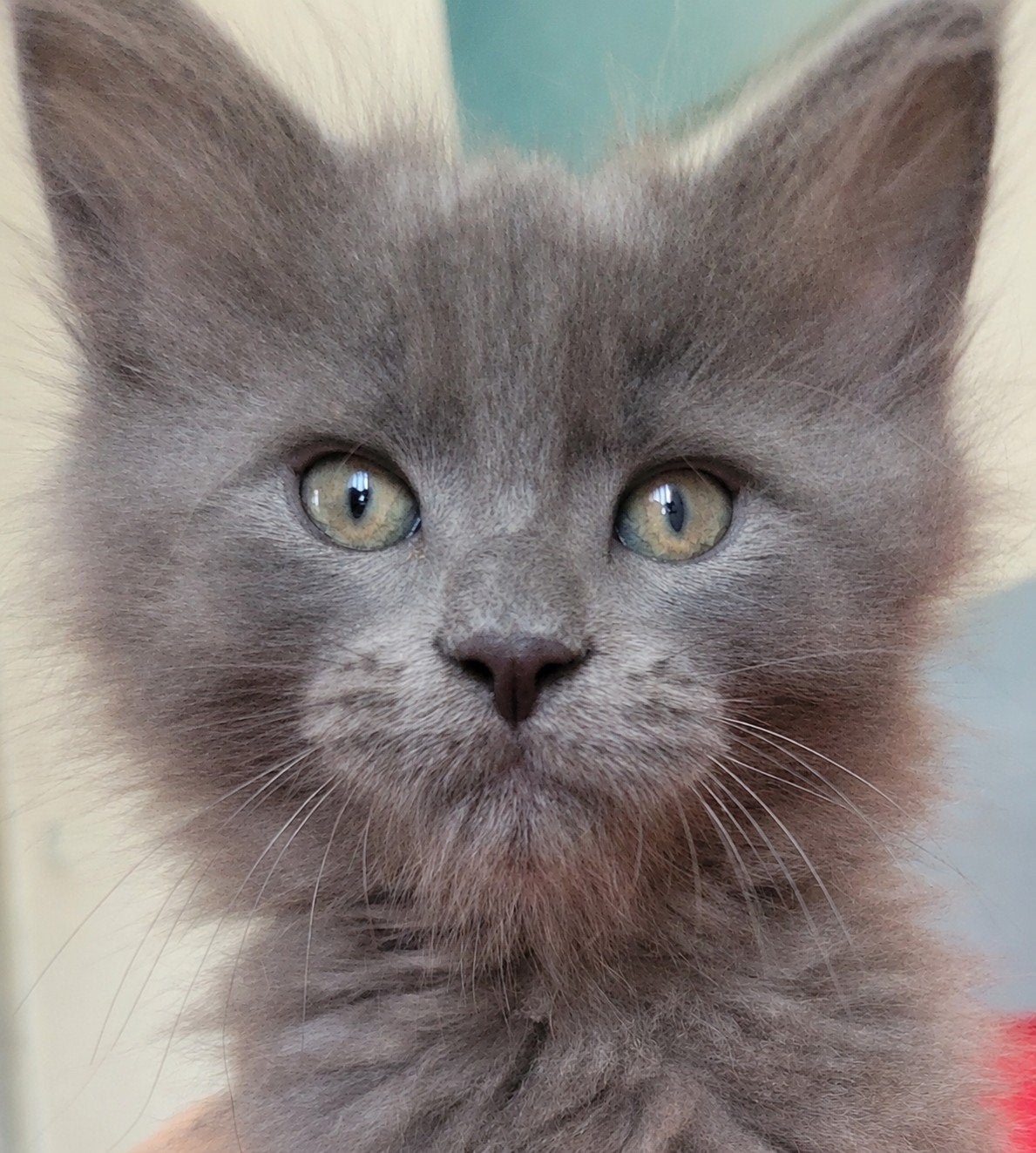 Nog 1 prachtige, volle Maine Coon Kitten (poesje), Meerdere dieren, Ontwormd, 0 tot 2 jaar