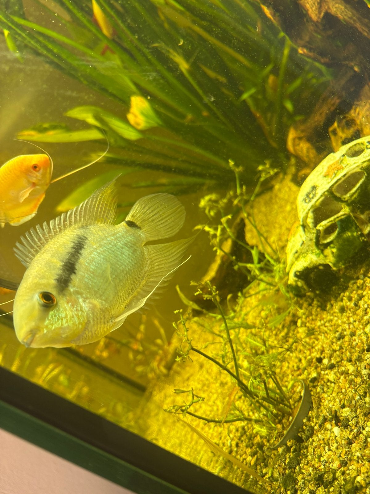 Aquarium, Ophalen, Inclusief vissen, Zo goed als nieuw, Gevuld zoetwateraquarium