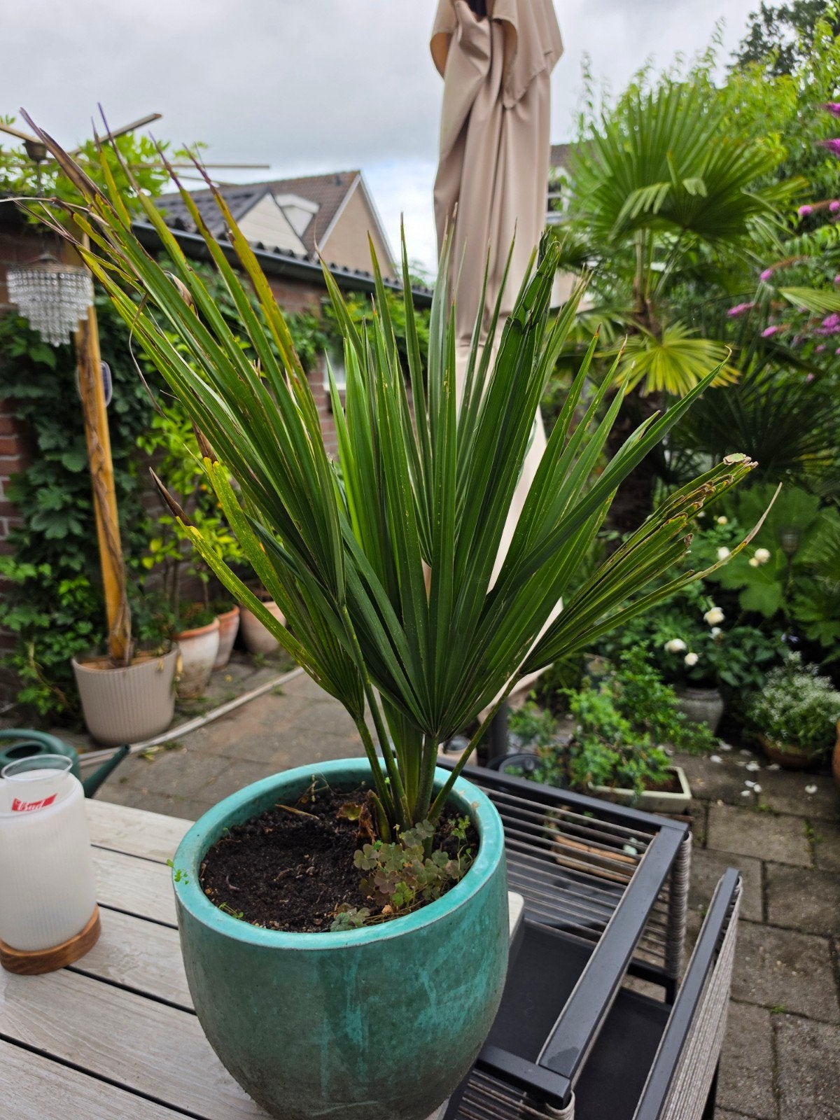 Prachtige sabal minor palm, Ophalen, Bloeit niet, Overige soorten, Volle zon