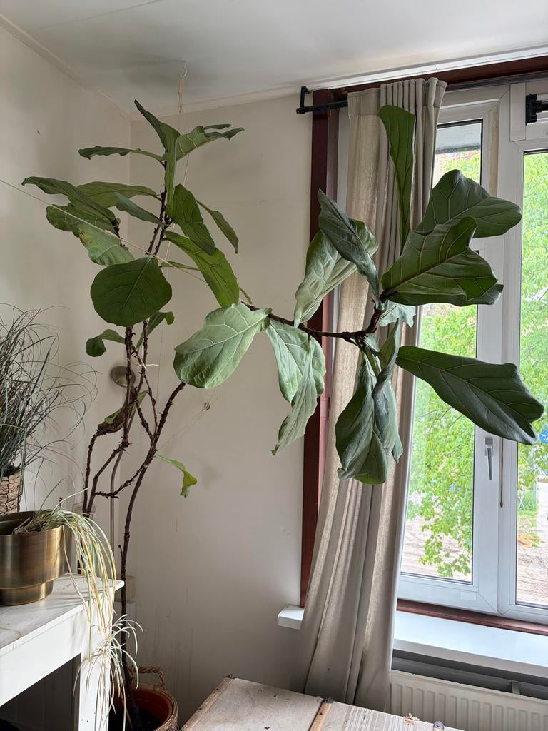 Grote Ficus Lyrata zoekt nieuw thuis (zonder mand), Huis en Inrichting, Kamerplanten, Ophalen, Ficus, 200 cm of meer, Halfschaduw