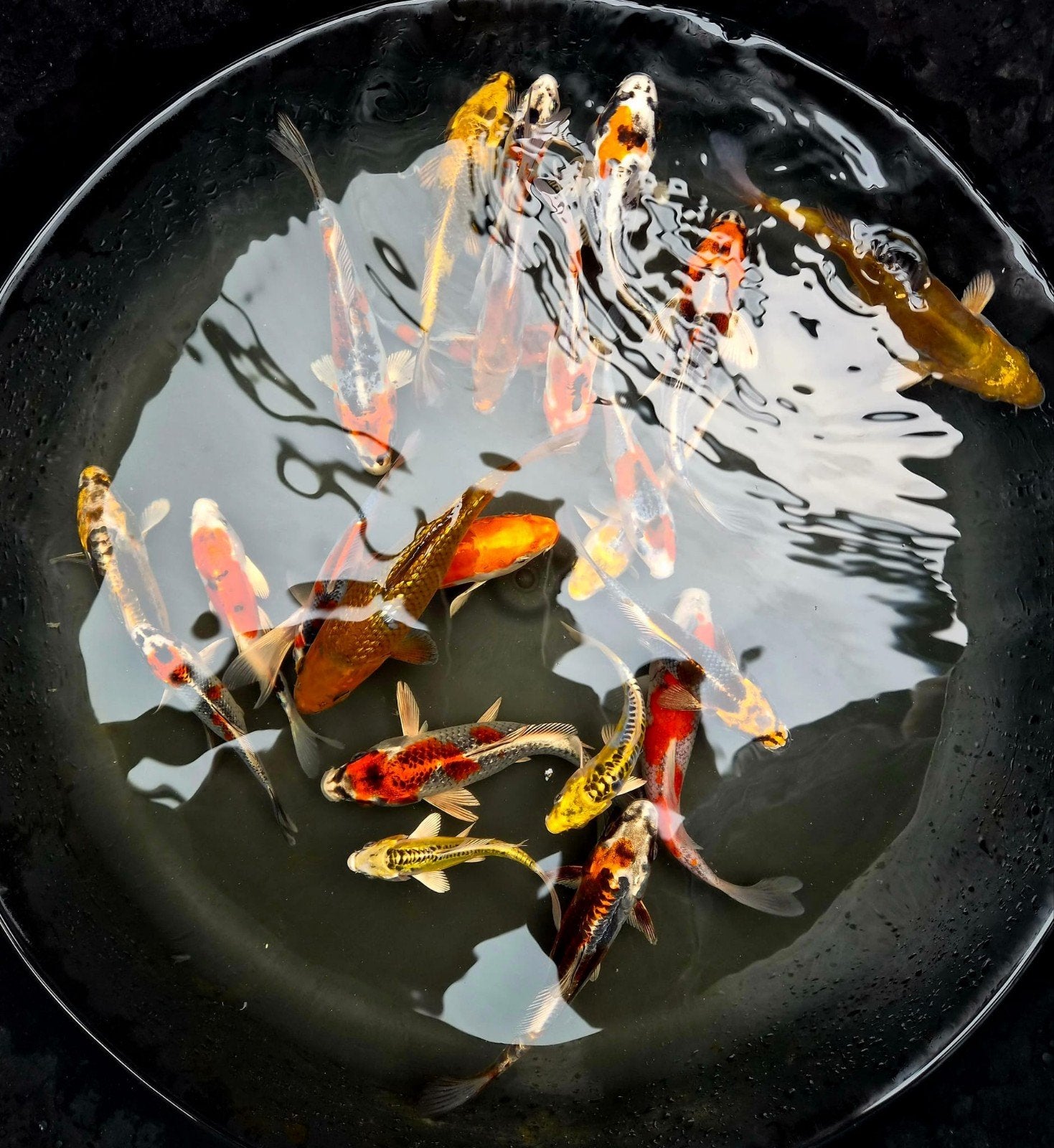 diverse japanse koi's, Dieren en Toebehoren, Vissen | Vijvervissen, Karper of Koi