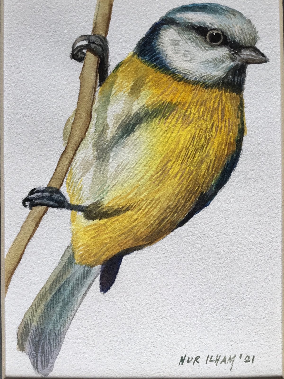 Pimpelmees aquarel - Nur Ilham, Ophalen of Verzenden
