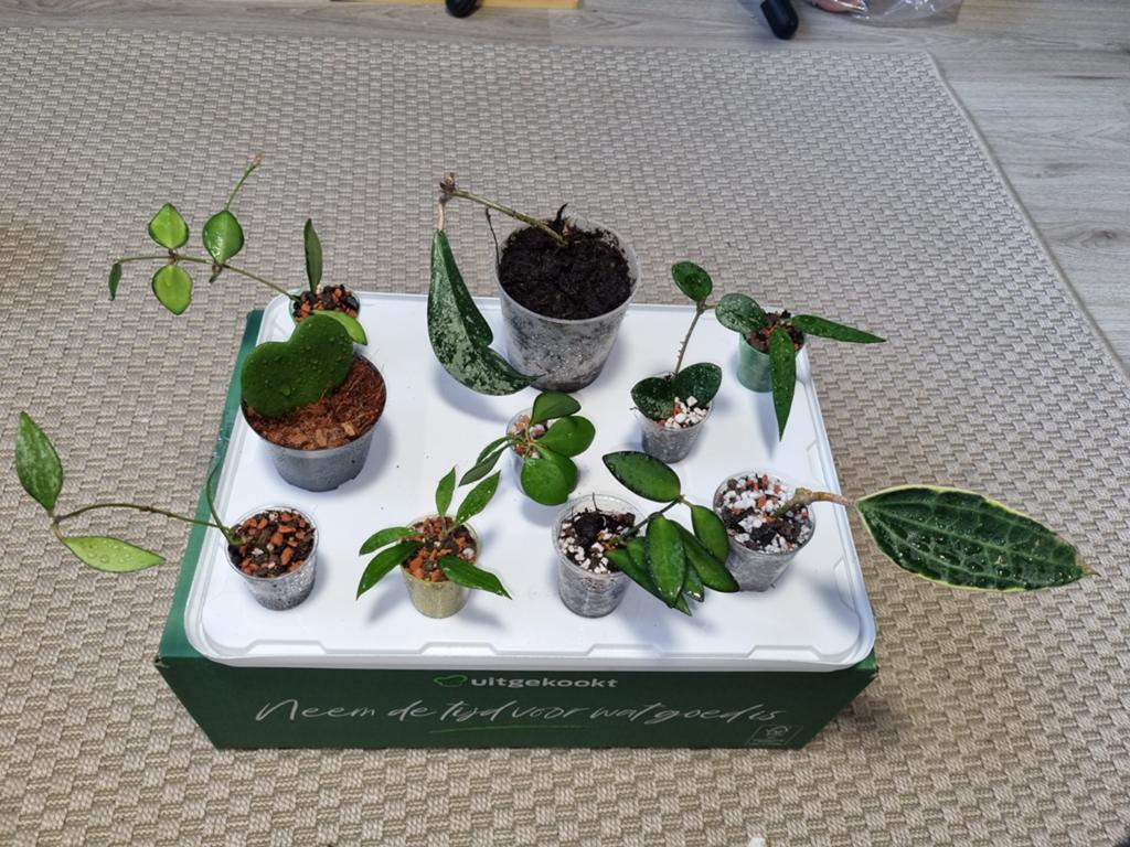 Gewortelde Hoya stekjes pakket 10x voor €25, Ophalen of Verzenden, Halfschaduw, Minder dan 100 cm