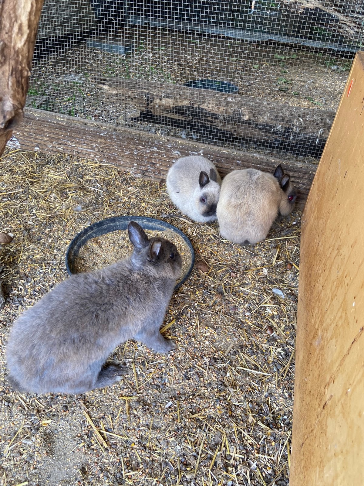 Kleurdwerg dwergkonijnen, Dieren en Toebehoren, Konijnen, Meerdere dieren, Dwerg, 0 tot 2 jaar