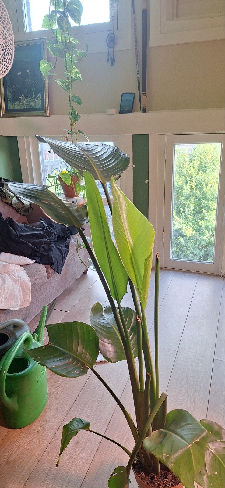 Strelitzia Nicolai - Paradijsvogelplant, 100 tot 150 cm, Overige soorten, Ophalen of Verzenden, In pot