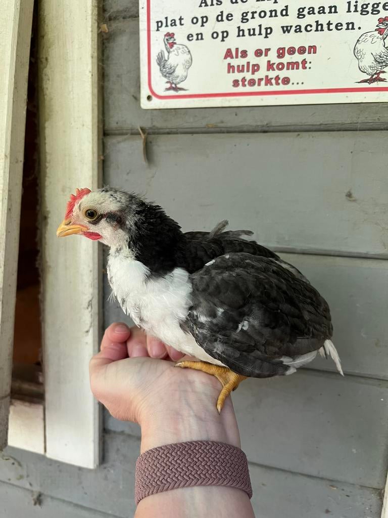 Ancona haan kip kuiken, Dieren en Toebehoren, Pluimvee, Mannelijk, Kip