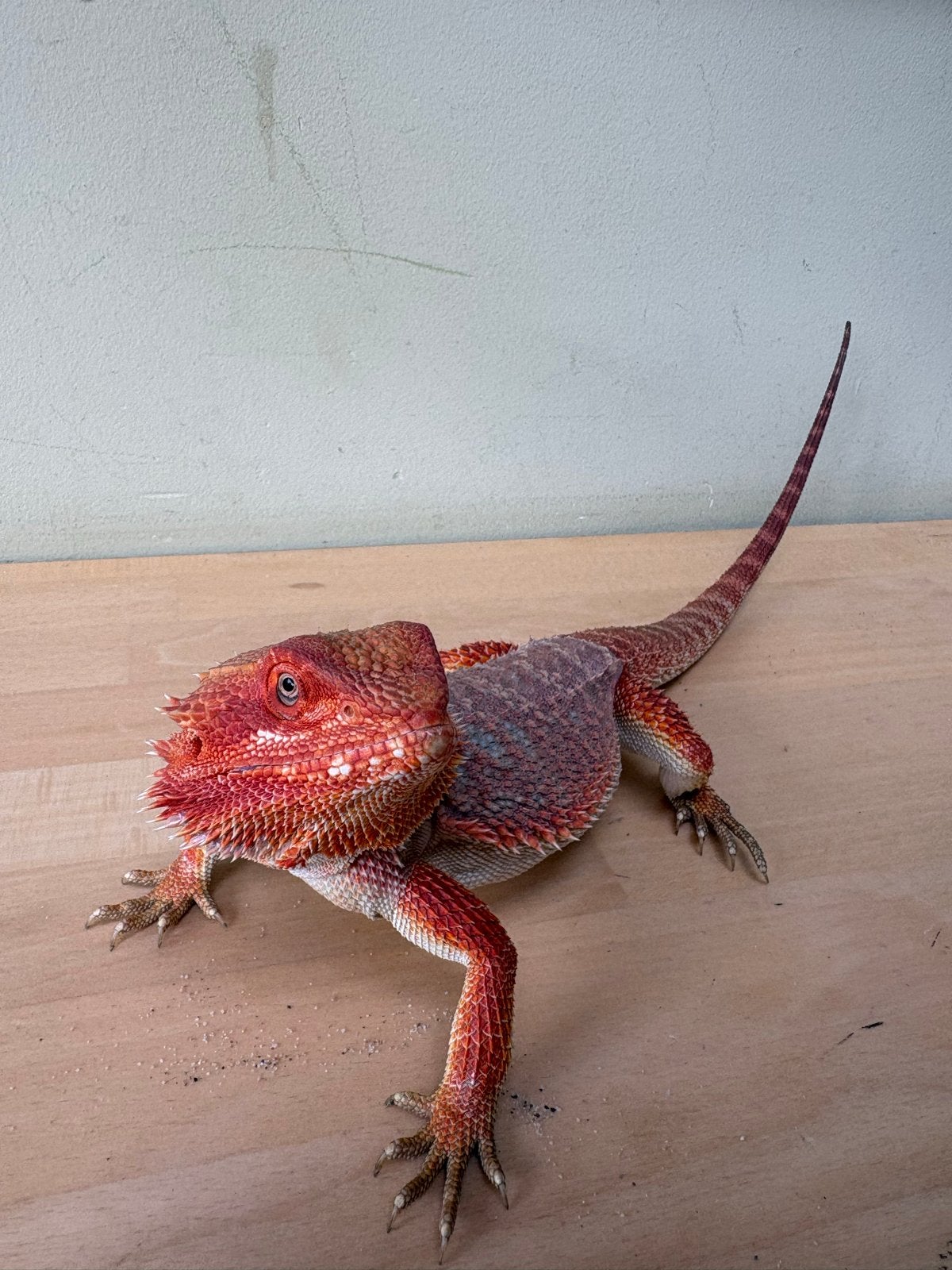 Baardagaam Ginger inclusief terrarium en toebehoren Bearded Dragon photo 8