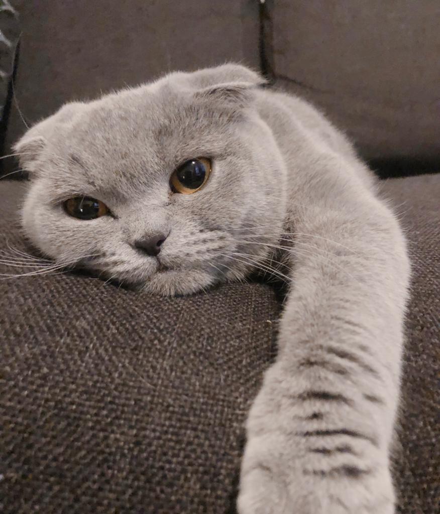 poes, Dieren en Toebehoren, Katten en Kittens | Overige Katten, Poes