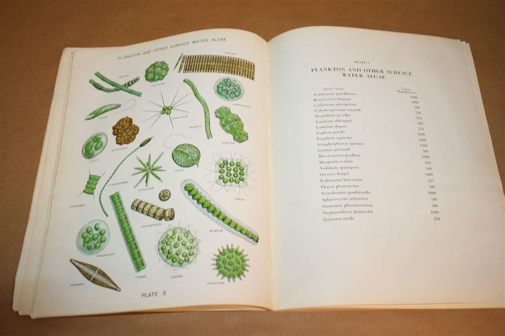 Algae in Water Supplies — Vintage Boek over Algen 1962, Ophalen of Verzenden, Gelezen, Natuurwetenschap