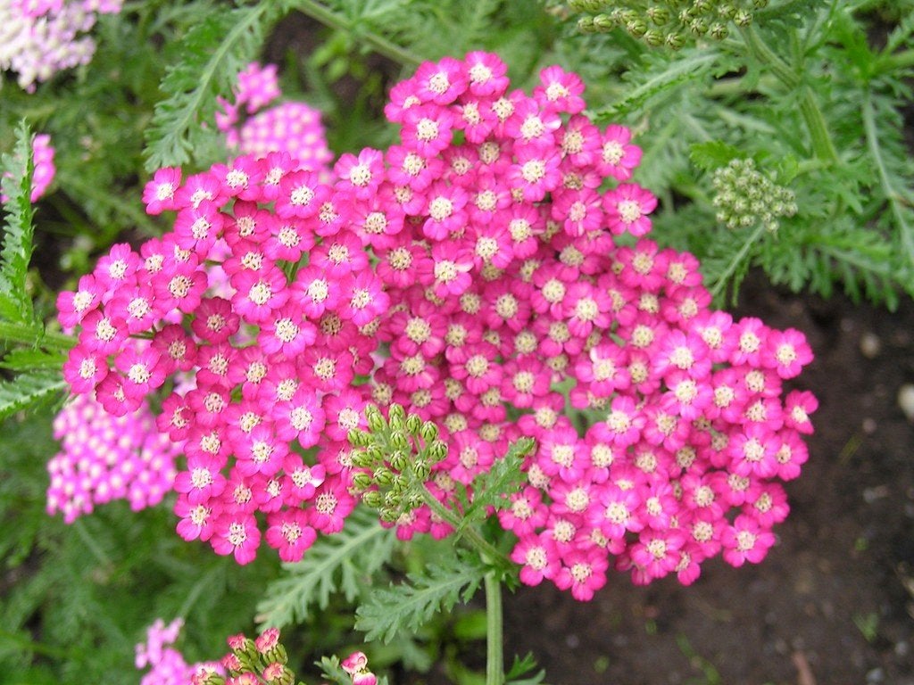 Vaste planten & siergrassen: Stel zelf je border samen!