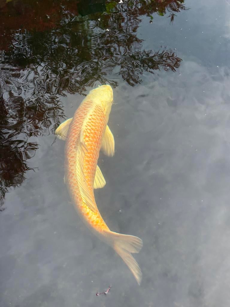 2 koi karpers, Karper of Koi
