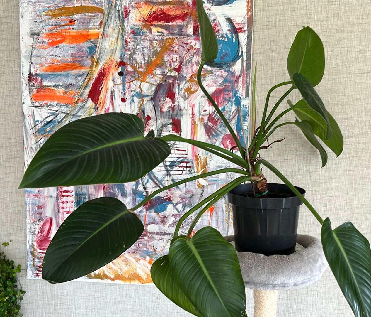 Philodendron, Huis en Inrichting, Ophalen, Halfschaduw, Minder dan 100 cm