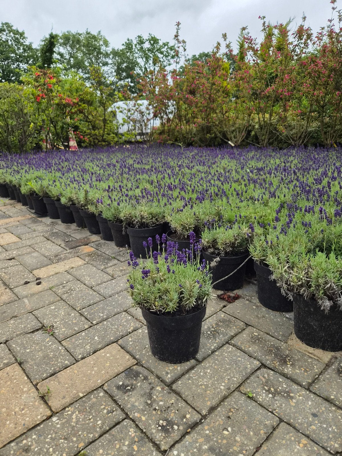 Lavendel Hidcote & Munstead XXL - Grote Geurende Planten, Ophalen, Volle zon, Vaste plant, Kruiden