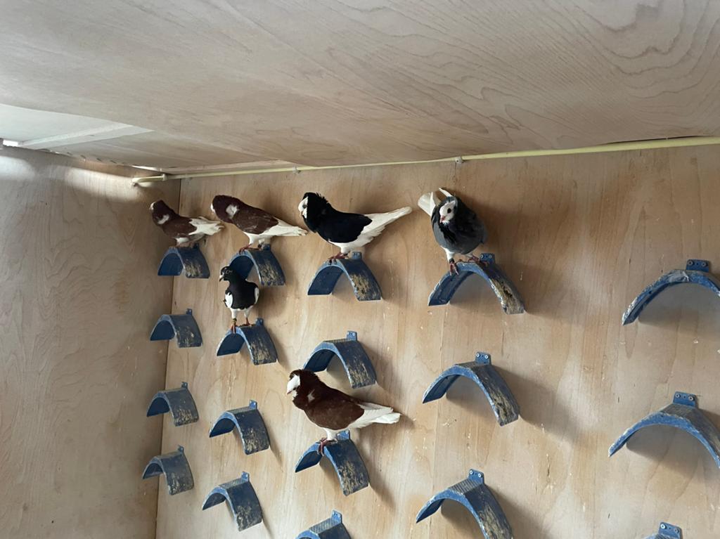 Oud-Hollandse kapucijners, Meerdere dieren, Overige soorten