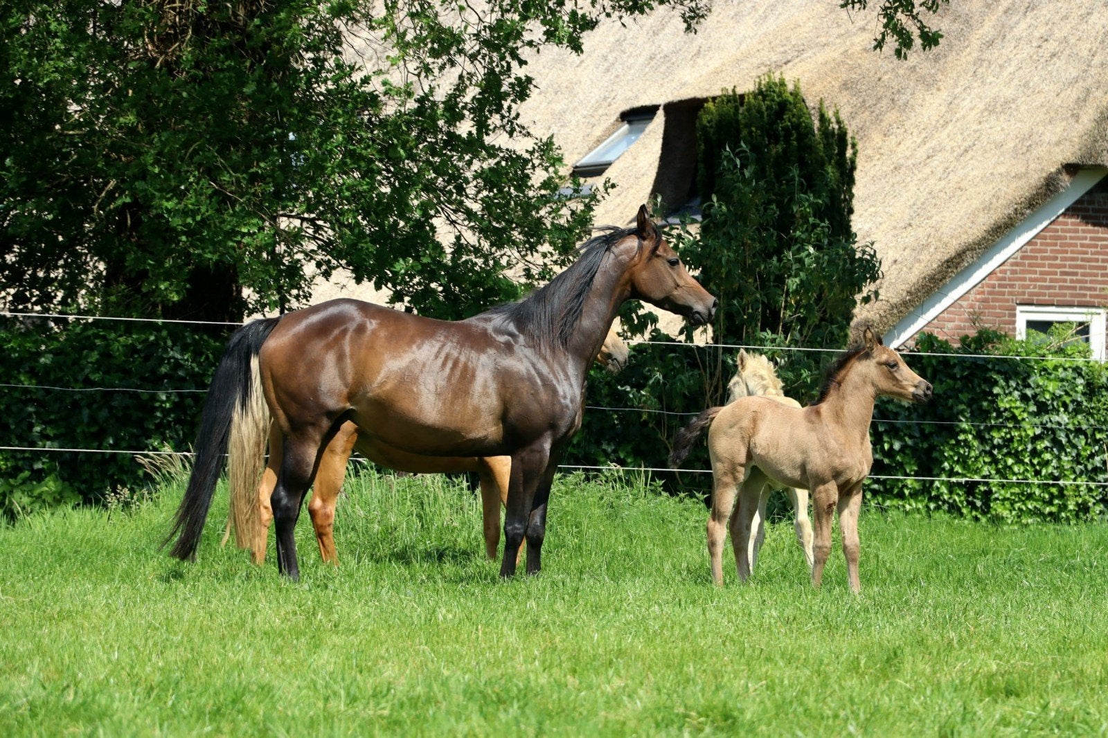 Met enige spoed drachtige volboed arabier en NRPS Stermerrie, 3 tot 6 jaar, Recreatiepony, Merrie, E pony (1.48m - 1.57m)