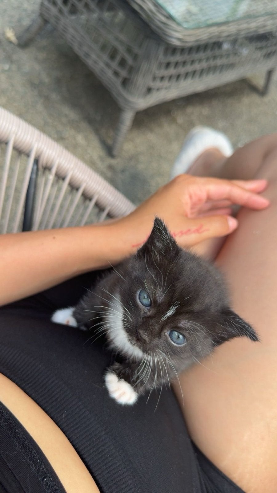 Britse korthaar kitten, Poes